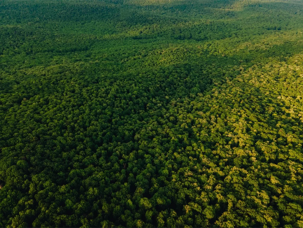 amazon rainforest