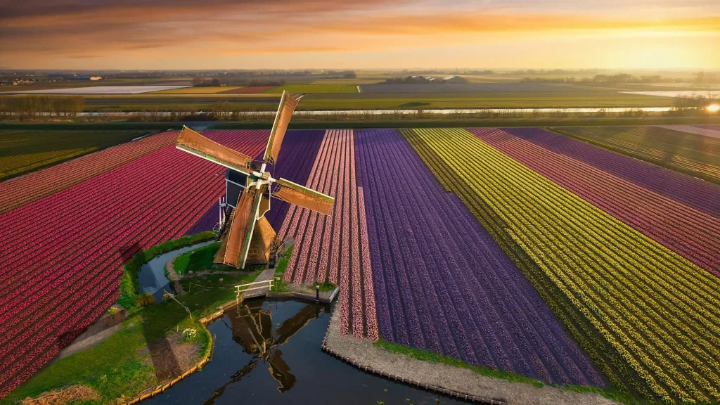 Flying over a rainbow of Tulips - The Netherlands