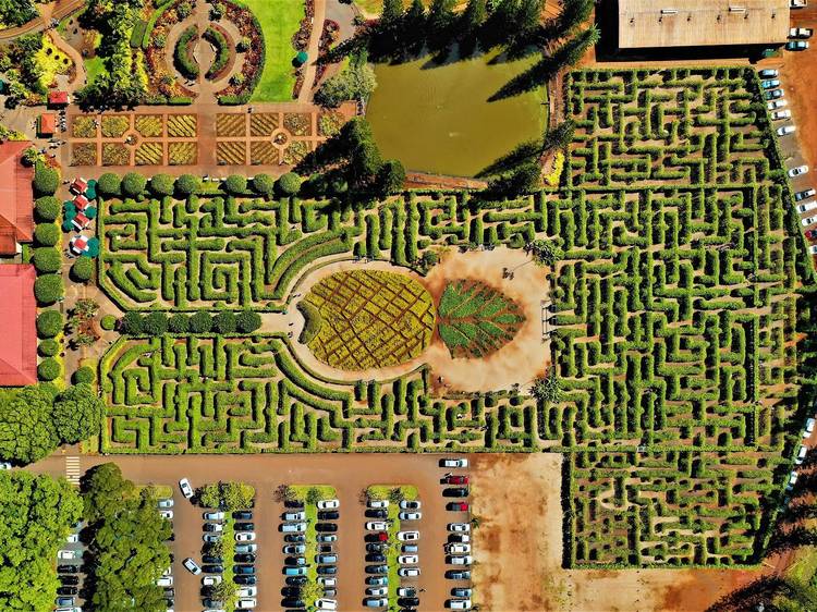 Dole Plantation Maze | Oahu, HI