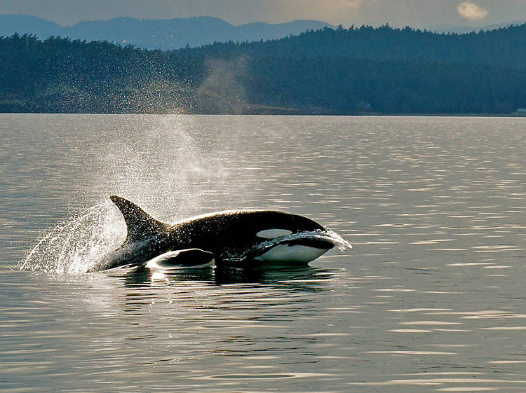 San Juan Islands, WA